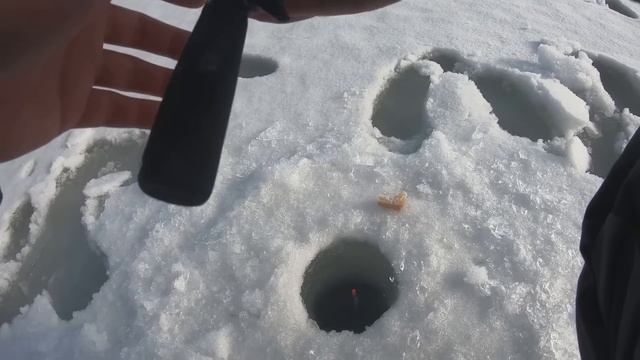 РЫБАЛКА на КАРАСЯ ВЕСНОЙ 2023!!! СЕКРЕТ ЛОВЛИ КАРАСЯ на ХЛЕБНЫЙ МЯКИШ смотреть онлайн