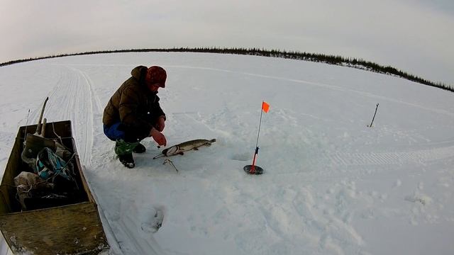 Крайний выезд на снегоходе, погода кайф,меняю технологию насадки рыбы, отличный клев✌️5 смотреть онлайн
