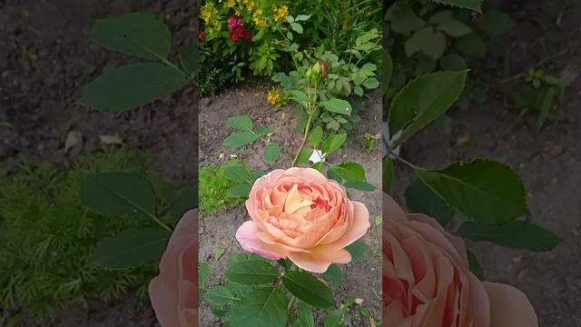 Красота розы Леди оф Шалот. смотреть онлайн