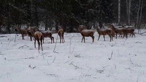 Благородный Олень, Олени в заповеднике,Олени зимой в лесу,Животный мир!Много Оленей!