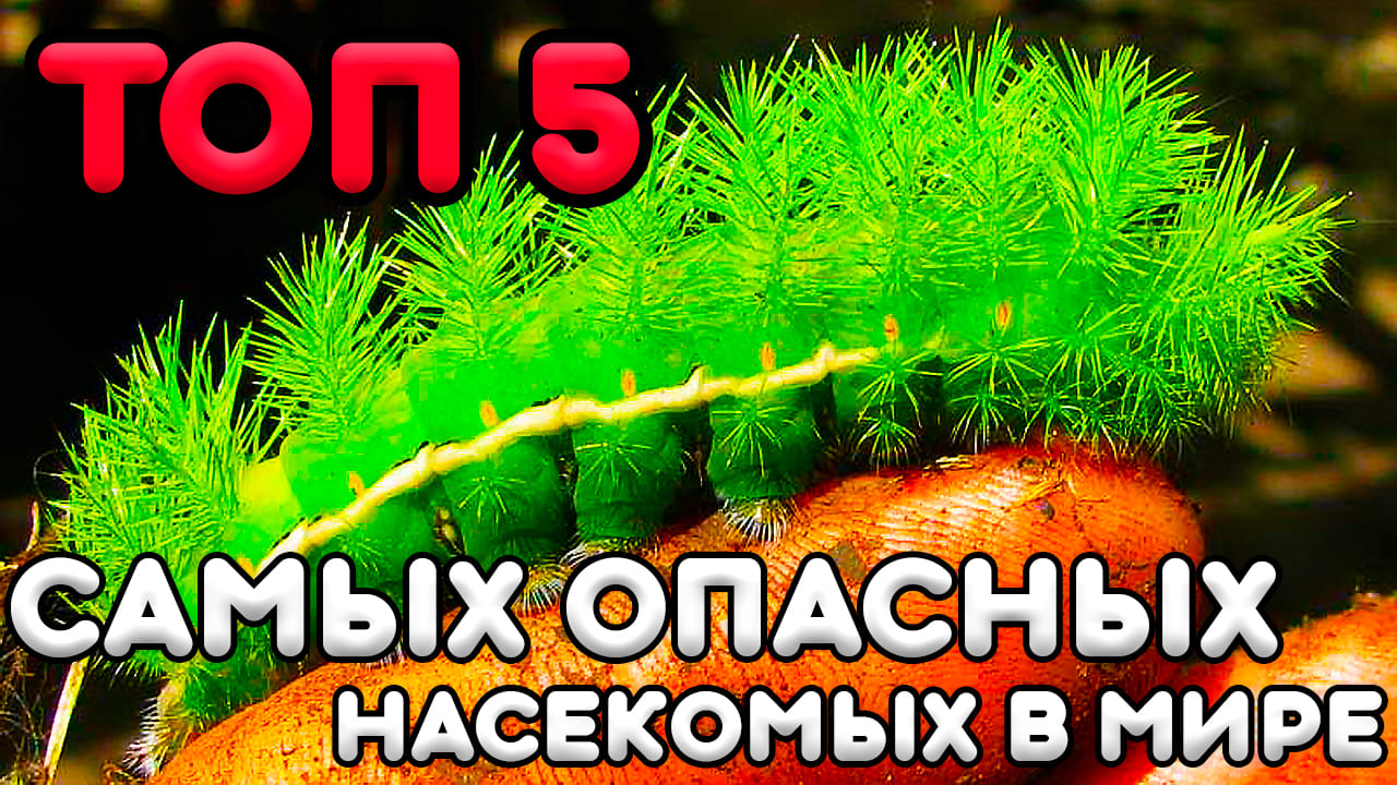ТОП 5 Самых Опасных Насекомых в Мире