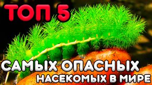 ТОП 5 Самых Опасных Насекомых в Мире