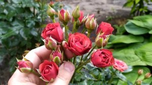 Троянда Кордула бордюрна спрейка. Роза Київщина. Хата в селі