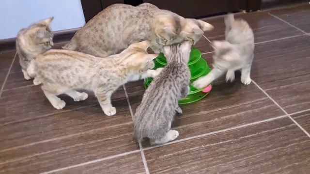 Наши котята Пиксибоб . Наш сайт http://wildcatofmoscow.com смотреть онлайн