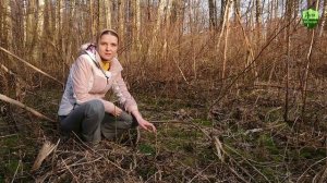 Ожог от борщевика ранней весной