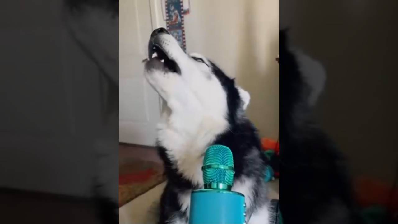 Музыкальный пёсель