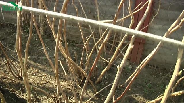 ?? Как повысить урожай малины: правильное мульчирование - 7 дач