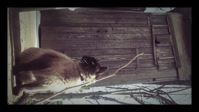 Моя кошка особенная)почему кошки точат ногти?)загадочние факти и явления про сиамских кошечек⭐️⭐️⭐️ смотреть онлайн