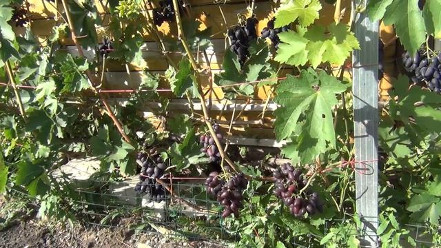 Зацвёл виноград. Бор как стимулятор смотреть онлайн
