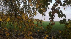 Русское поле