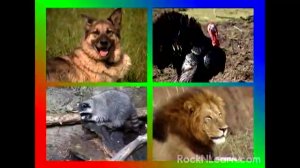 АНГЛИЙСКИЙ (Animals)