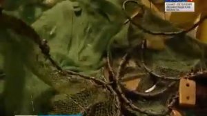 Корюшка идёт на нерест