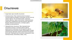 6 класс Цветки и соцветия Строение цветка Размножение Опыление Оплодотворение Соцветия