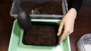 Лаванда из семян Подготовка грунта