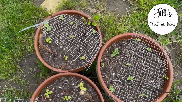 English cottage garden restoration update. may 2023 tour and flower plans for the borders. смотреть онлайн