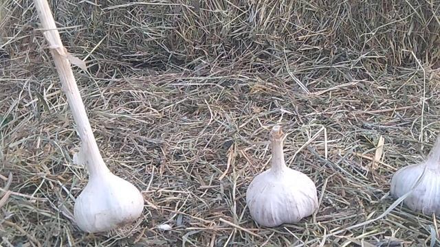 Как заработать пенсионерам на ЛПХ ЧАСТЬ - 2 // Как и на чем заработать в 21 году // С.Х.У смотреть онлайн