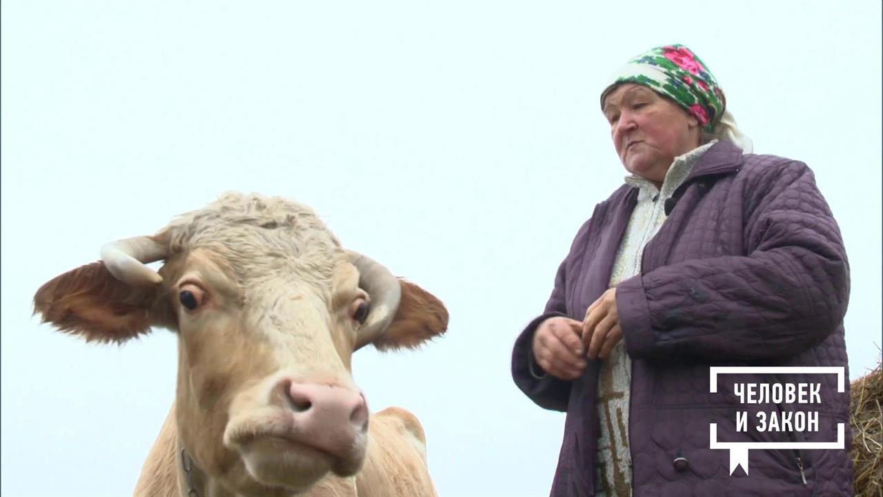 Деревенский беспредел: корова и ее последствия. Человек и закон. Фрагмент выпуска от 25.10.2019