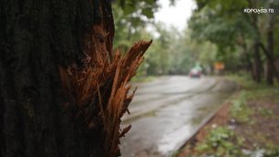 Врезался в дерево и погиб на месте: в ГИБДД выясняют обстоятельства ДТП в Первомайском