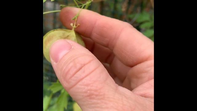 Balloon Vine Or Love In A Puff смотреть онлайн