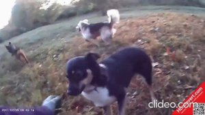 подарите мне собаку