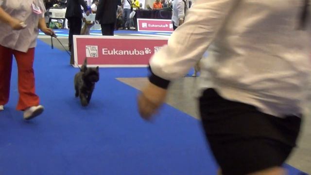 European Dog Show 2013. Geneva. Cairn Terrier Best Of Breed смотреть онлайн