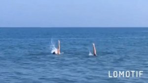 Море, танцы)