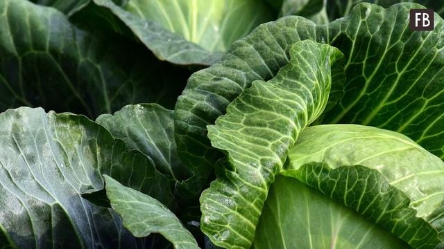 На своем огороде я не знаю, что такое проблемы с капустой. Спасибо валерьянке смотреть онлайн