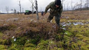 Собираю клюкву в снегопад. На каракате на болото. Ягоды НЕТ. Испытываю медвежью лапу...