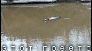 Бакланские  бобры