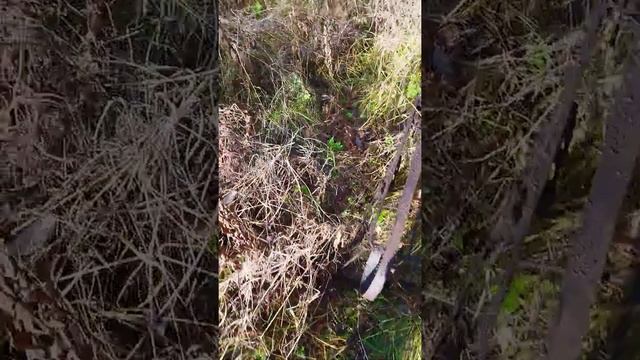 Старинные санки смотреть онлайн