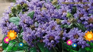 Прунелла крупноцветковая. Краткий обзор, описание характеристик, где купить саженцы