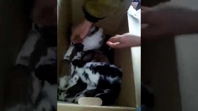 Сибирский кролик Красноярск смотреть онлайн