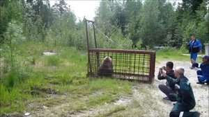 Успешный побег дикого медведя из ловушки..