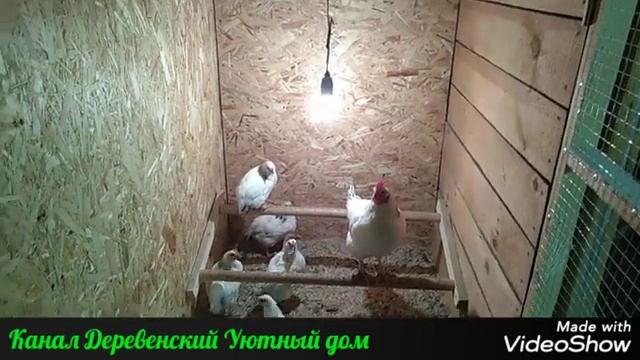 Как определить несёт ли курица яйца //Зелёнкой или йодом. смотреть онлайн