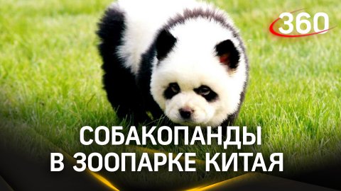 «Скрестили» панду и чау-чау:  итог эксперимента в зоопарке Китая понравился не всем