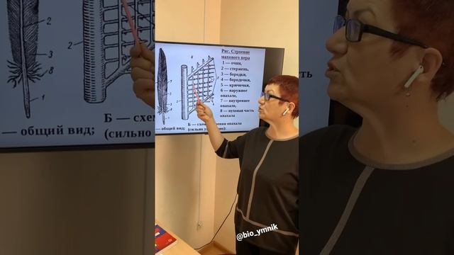 Почему птицы могут летать? Одна из причин- строение пера птицы. ЕГЭ биология с @bio_ymnik