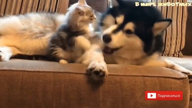 Миленькие котики подборка #2 смотреть онлайн