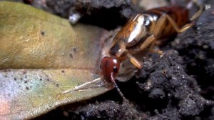 Common Earwig (Forficula auricularia) Close Ups - UK Wildlife