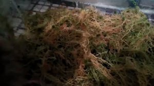 Мох сфагнум для улиток Ахатин