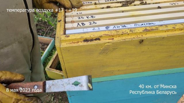 Осмотр пчелиных семей 8 мая 23г. Переход на 145 рамку. Какая вощина лучше. Продолжение эксперимента