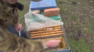 ИТОГИ РЕВИЗИИ ПОДСАДКА МАТОК ВЕСНОЙ
