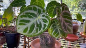 My Anthurium Collection + Anthurium Care Tips