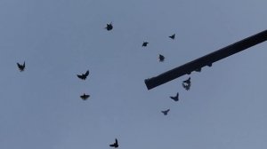 Николаевские голуби Змеева Василия Ивановича тел.8 920 225 6850