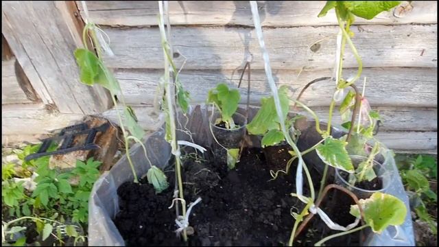 Ну вот и посадили, но кажется их стало больше! Томаты в теплице. смотреть онлайн