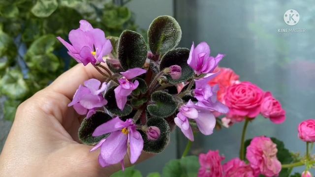 Фиалки цветут впервые. Мои новинки в коллекции. Июль 2022. смотреть онлайн