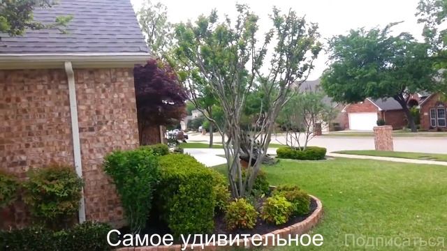 Атака павлинов смотреть онлайн