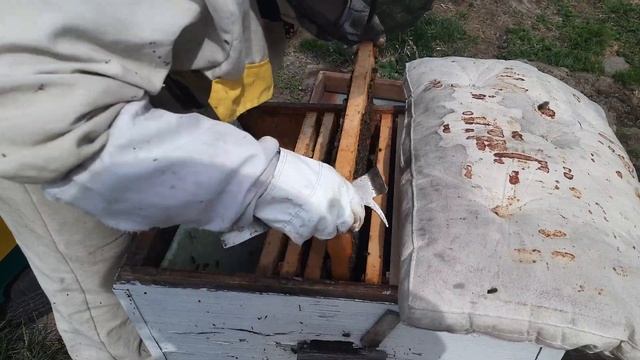 залаживаем трутней,готовимся к выводу маток смотреть онлайн