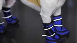 ОДЕЖДА И ОБУВЬ ДЛЯ СОБАК   ПОКУПКИ ИЗ ЗООМАГАЗИНА