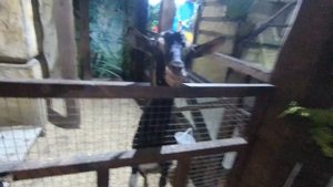 Парк аттракционов Малибу в Архипо-Осиповке, Зоопарк! Румтур апартаментов в Агое