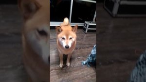 Шиба-ину или Сиба- самая непослушная собака!!!